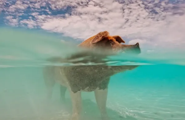 Swimming pigs in the crystal clear waters of the Bahamas